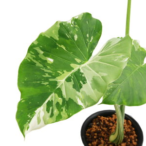 iϗtAj_@@NYC@5i1ji392471j