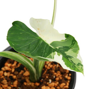 iϗtAj_@@NYC@5i1ji392472j