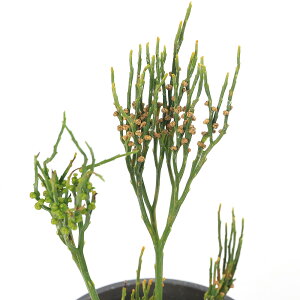 iR쑐jV_irj}co@liց@3i1j