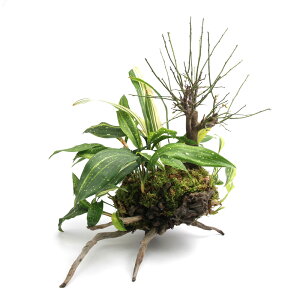 iR쑐j_@~ƃn@؎dāi392499ji1jixԁj