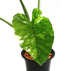 iϗtAj_@@NYC@5i1ji392504j