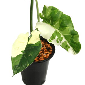 iϗtAj_@@NYC@5i1ji392507j