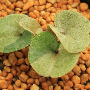 iR쑐jJAICijinאh@qJAIC@3i1|bgjÓT|