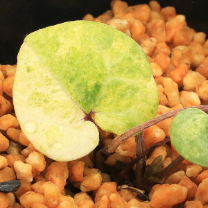 iR쑐jJAICijinאh@qJAIC@ZD@3i1|bgjÓT|