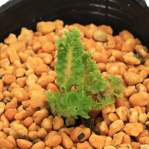 iR쑐jV_irji`VPV_iߒmCrj@3i1|bgjΐN