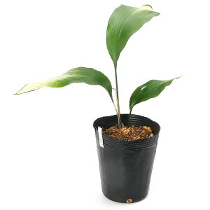 iR쑐jn@WiZbREJj@4i1|bgjixԁj