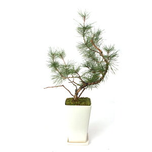 i~́j_@}cij~JN}ciO͍jXNGA픫A@60cmOi392474ji1j