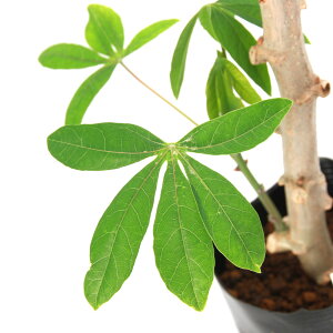 iR쑐jLbTo̕ciFj3i1|bgjƒ؉