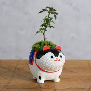 iR쑐jۖ~́@܂R쑐@qi1j@~j~́@֓