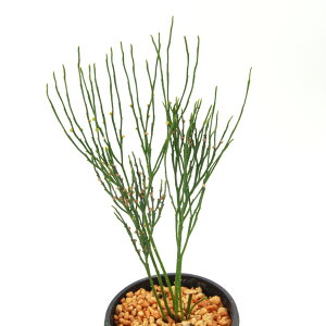 iR쑐jV_irj}co@ыʁiLMNj@3i1j