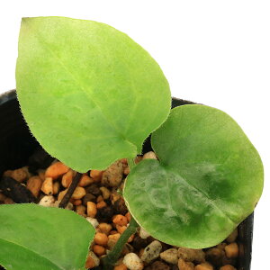 iR쑐jJAICijAT@iGZiAsarum@yunnanensej3i1|bgj@ÓT|