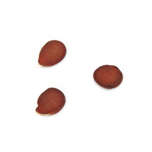 iϗtAjq@I[Lbhc[iԁj̎i1jۏ؂Ȃ@֓