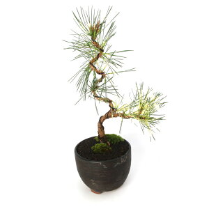 i~́j_@}cijւ̖ڏiWm}cj픫dāi1ji392699j