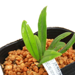 iR쑐jV_irjLepisorus@spDpY3i1|bgjixԁj