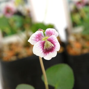 iR쑐jX~i俁jrIE\A@AXEB^[@2D5`3i1|bgjixԁj