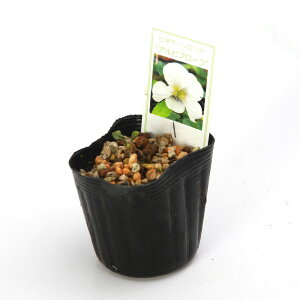 iR쑐jX~i俁jrIE\A@Art[@2D5`3i1|bgjixԁj