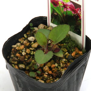 iR쑐jX~i俁jAJlX~@_@2D5`3i1|bgjixԁj