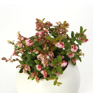 iR쑐jۖ~́@RPiۓj}bg{[Si1|bgj󂯎Mtixԁj