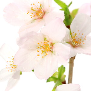 iR쑐jۖ~́@̉ωEEۓ@vqĔA@Yi1j