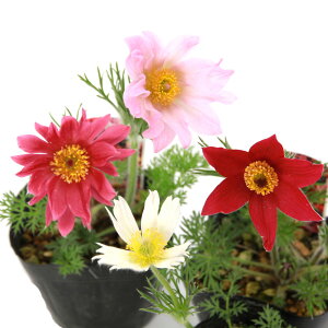 iR쑐jILiOTijԐF܂@3i1|bgjixԁj