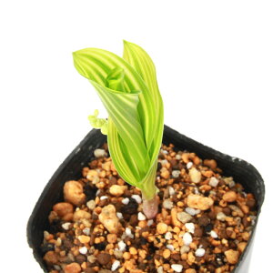 iR쑐jԖڔXY@3i1|bgjixԁj