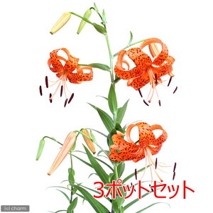 iR쑐jiSjIjiSSjixj2D5`3i3|bgZbgjixԁj