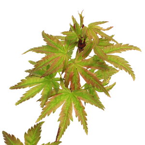 iR쑐j~́@in~W@tJinTj@3i1|bgjixԁj