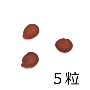 (観葉植物)種子 オーキッドツリー(白花)の種(5粒)発芽保証なし 関東当日便