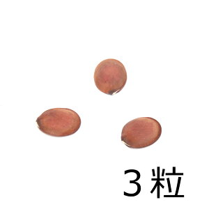 iϗtAjq@I[Lbhc[iԁj̎i3jۏ؂Ȃ@֓