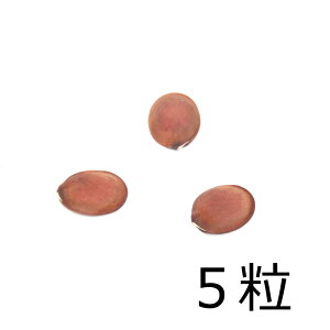 iϗtAjq@I[Lbhc[iԁj̎i5jۏ؂Ȃ@֓