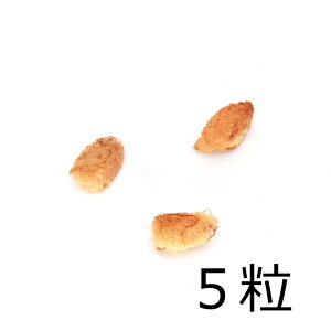 iϗtAjq@JoVc[iЂ傤j̎i5jۏ؂Ȃ@֓