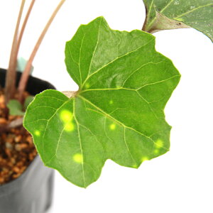 iR쑐jcuLijԗt@3i1|bgjixԁj