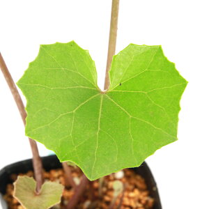 iR쑐jcuLijcuL@d炫@3i1|bgjixԁj