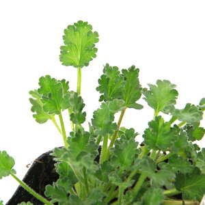 iR쑐jtE\EiIj@ԕPtE@2D5`3i1|bgjixԁj