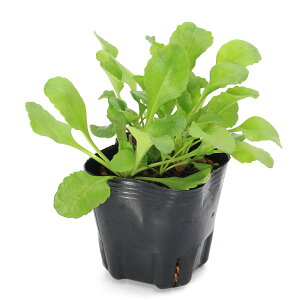 iR쑐jLNiej@CObVf[W[iej@3i1|bgj