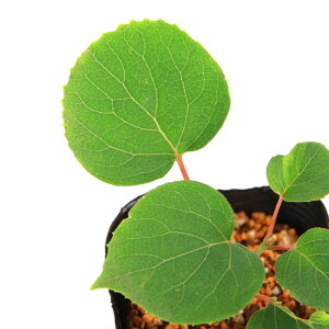 iR쑐j~́@CK~i◍݁j@3i1|bgj