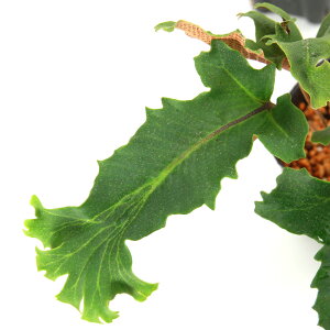 iR쑐jV_irjCI_Jiʍj@_@3i1|bgjΐN