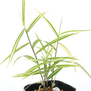 iR쑐j胏ChI[cihRo\Ej3i1|bgjixԁj