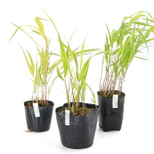 iR쑐jtE`\EimjtE`\E3ZbgiAtAהjixԁj