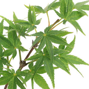 iR쑐j~́@in~W@сiRjVLj3i1|bgjixԁj