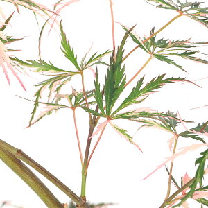 i~́j~W@|bg@Ԃ܂ƂiԓZAni}gCj5`6i1jsixԁj