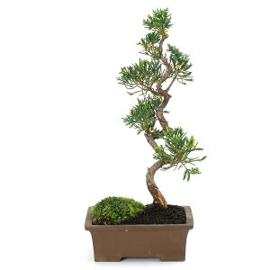 i~́j_@^ƃqi\E̖~͎dāi1ji392953j