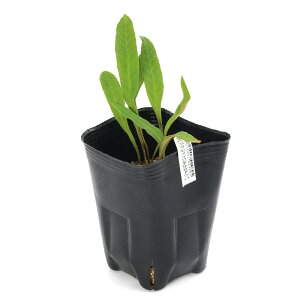 iR쑐jV_irjSNqC_qgcoiɕP␂ctj@3i1|bgjixԁj