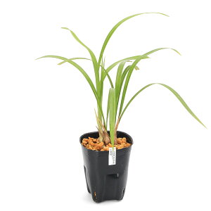 iR쑐jJij@ԉԕi@튥iCJj@3i1|bgj{@ÓT|ixԁj