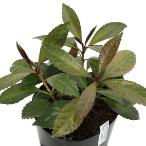 iR쑐j痼@_[NVRiJXt痼j@3i1|bgjixԁj