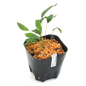 iR쑐jV_irjq^JmnE{V@vYiPmHj@3i1|bgjΐN