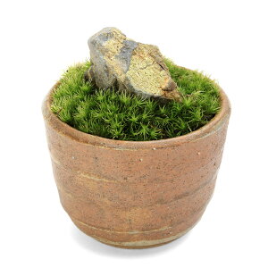 (盆栽)苔盆栽 風山石 穴有益子焼植木鉢(還元)(1鉢)