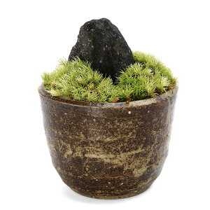 (盆栽)苔盆栽 溶岩石 穴有益子焼植木鉢(炭化)(1鉢)