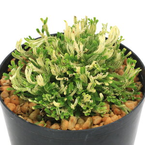 iR쑐jV_irjinCqo@iVlj2D5`3i1|bgjÓT|