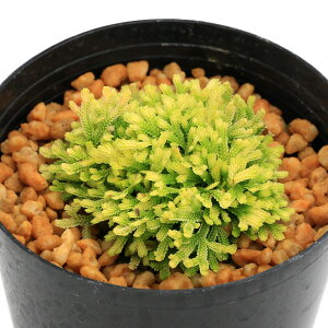 iR쑐jV_irjinCqo@сiYCzEjVLj2D5`3i1|bgjÓT|